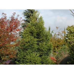Kryptoméria japonská (Cryptomeria japonica) 'SPIRALITER FALCATA' - výška 30-40 cm, kont. C7,5L 